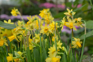 dwarf yellow daffodils slightly passed their prime