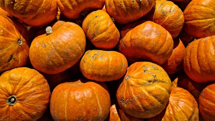 Large yellow pumpkins are prepared for the Halloween holiday to delight children and adults