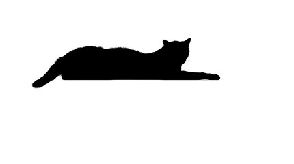 A cute black feline pet looks at a tiny mouse on a white background