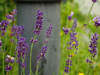 Lavender