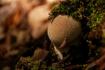 A close-up of a Gem-studded Puffball Mushroom with a slug on it