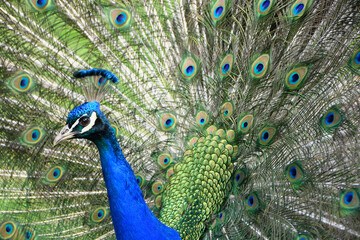 Fototapeta premium Close up of a male male peacock proudly displaying his beautiful tail feathers 