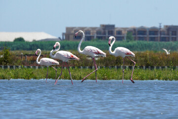 A flock of flamingos feeding in a salt lake. Beautiful flamingo. Wallpaper.
