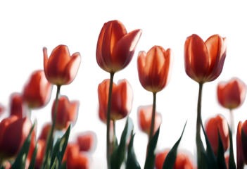 backgro landscape april may sky easter spring fresh field bird light floral blossom tulip blue background flower