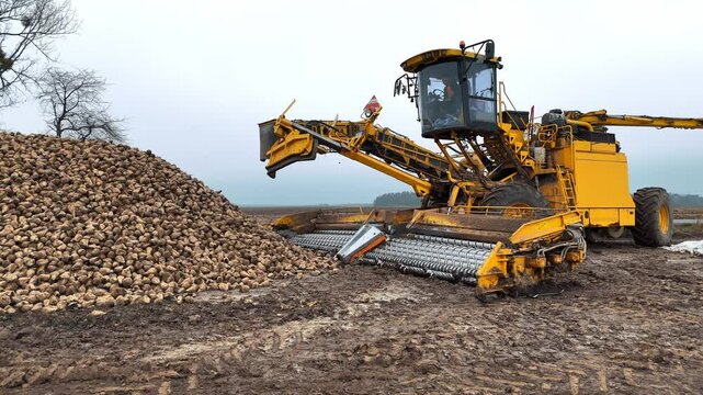 Yellow beet harvester unloading a large pile of harvested sugar beets in a muddy field, modern agricultural machinery at work, emphasizing productivity and efficiency in rural farming.