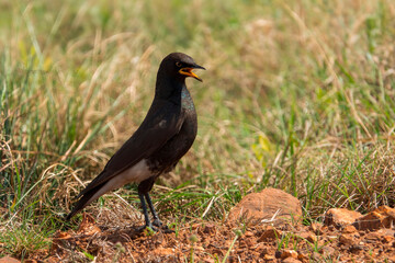 Obraz premium African angry bird. The pied starling (Lamprotornis bicolor) spends most of its time on the ground where it walks quickly. The bill base is bright yellow base creating the illusion of it being angry.