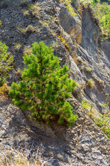 Fototapeta premium Mountain pin in Drôme, La Montagne, Vercheny, Diois. Tree in nature