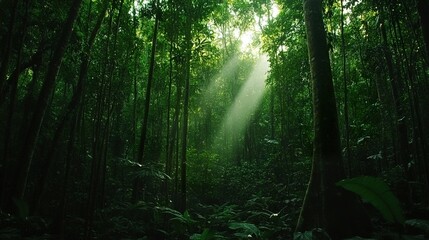 Obraz premium Lush Forest Transformation 