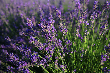 Purple Lavender Flowers Against Blurred Meadow Background