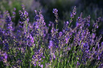 Purple Lavender Flowers Against Blurred Meadow Background