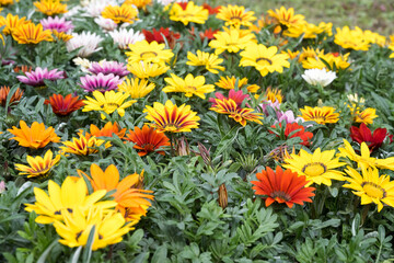Beautiful treasure flowers (Gazania rigens).