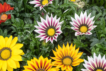 Fototapeta premium Beautiful treasure flowers (Gazania rigens).