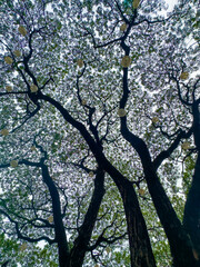 green tree branches