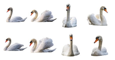 Various Elegant Swans Showcasing Different Poses and Angles, isolated on transparent background