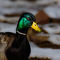 male mallard duck