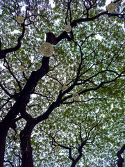 green tree branches