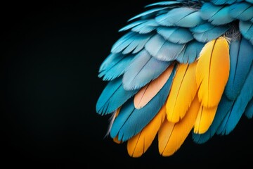 Fototapeta premium Vibrant feathers of a parrot showcase intricate details in vivid blue and yellow colors during close-up observation