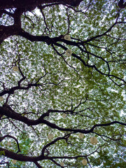 green tree branches