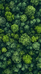 Fototapeta premium Lush Green Forest Calm 