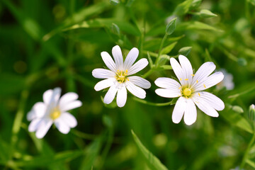 Delicate White Wildflowers in the meadow with green background close up
