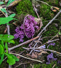 Violet Coral Mushroom (Clavaria Zollingeri) on a decaying log covered in moss