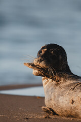 Close-up of seal head looking at camera