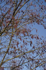 Alder branches against blue sky with catkins. Signs of spring in winter. Trees in the forest.
