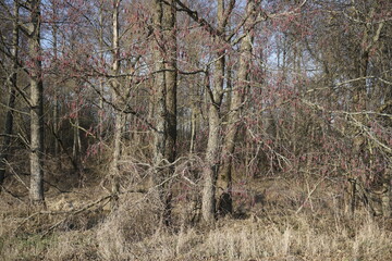 The first signs of spring. Catkins on alder branches. A sunny day in February. The charm of nature.