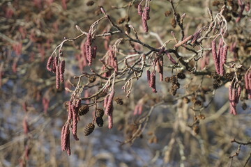 The first signs of spring. Catkins on alder branches. A sunny day in February. The charm of nature.