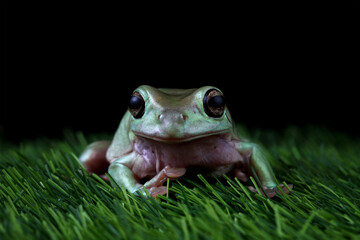 Green tree frog on a grass, dumpy frog front view, litoria caerulea, animals closeup