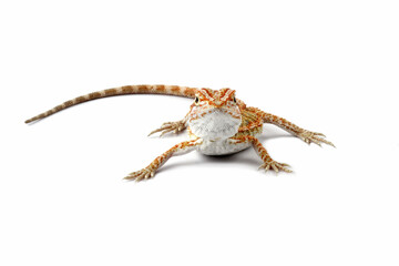 Baby bearded dragon isolated on a white