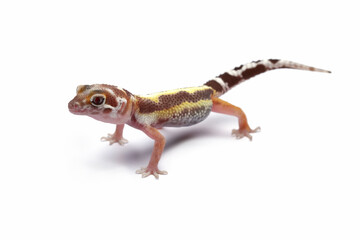 close-up of a leopard gecko lizard isolated on white, eublepharis macularius