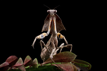 Dead leaf mantis sitting on flowers, isolated on black background
