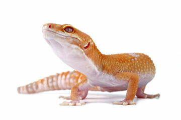 close-up of a leopard gecko lizard isolated on white, eublepharis macularius