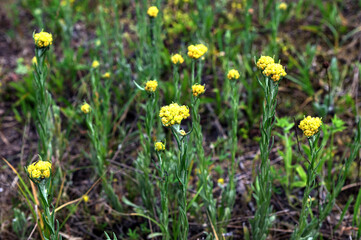 Flowers of helichrysum arenarium closeup