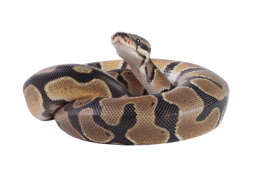 Ball python snake, python regius