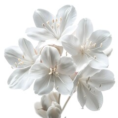 Fototapeta premium Elegant White Flowers Blooming in a Delicate Arrangement Against a Bright Background
