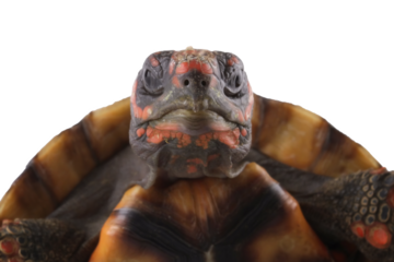 Close-up of a head cherry head red-footed tortoises, Chelonoidis carbonarius