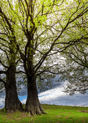 Two trees are standing in a field with a cloudy sky in the background