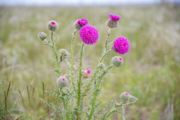 Obraz premium bright pink thistle flowers rise amidst a large field of feather grass, beauty of nature in a serene steppe landscape, medicinal plant,