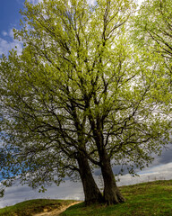 Two trees are standing next to each other in a field
