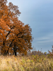 Tree with leaves that are orange and yellow