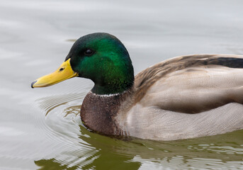 Drake Mallard Swimming in a Pond