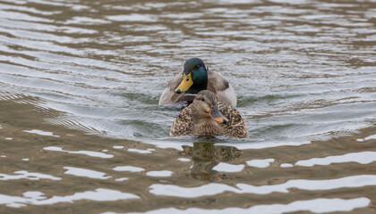 Mallard Drake and Hen Swimming in a Pond
