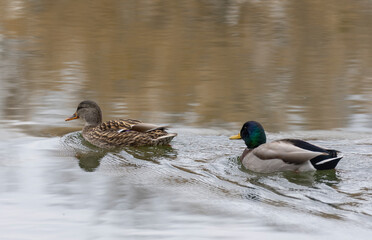 Mallard Drake and Hen Swimming in a Pond