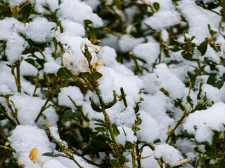 Snow covered boxwood leaves close up and copy space. Winter frost and snowflakes close-up on nature, textural background.