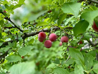 Juicy plums grow and ripen on a fruit tree, healthy food