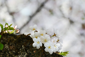 Washington DC in springtime with cherry blossoms - United States