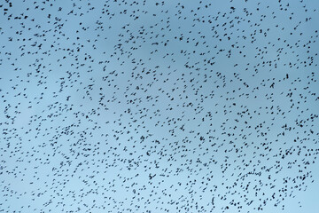 Amazing image of starling murmuration in flight during pastel colour Winter sunset evening