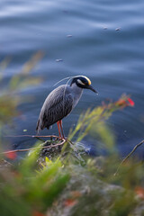 Heron